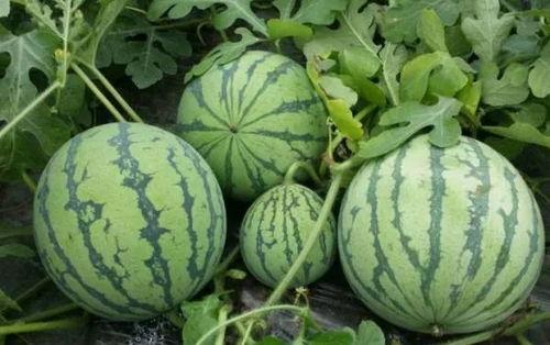 11吃瓜爆料就看黑料,11吃瓜爆料,独家追踪黑料风云