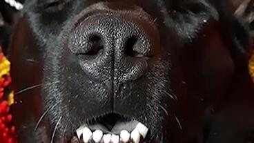 香香公主和爱犬黑料吃瓜,娱乐圈的甜蜜与争议