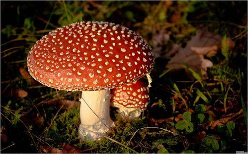 蘑菇视频吃瓜黑料