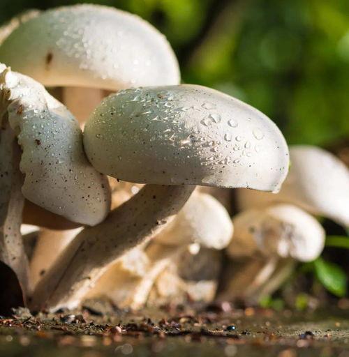 蘑菇视频吃瓜黑料