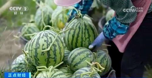 51大赛吃瓜黑料在线观看,揭秘幕后真相,带你领略网络狂欢背后的故事