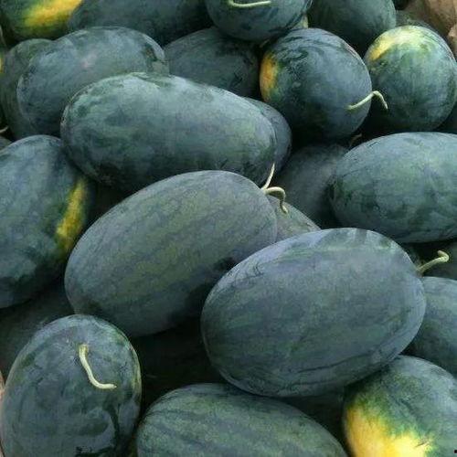 黑瓜吃料历史回顾图,探寻美食之旅的精彩瞬间